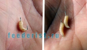 Опарыши для ловли рыбы