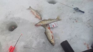 Ловля голавля зимой на мормышку на малых реках