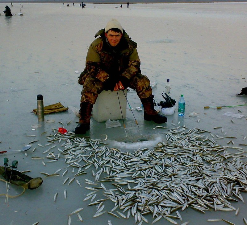 Рыбы республики коми