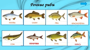 Речная рыба 